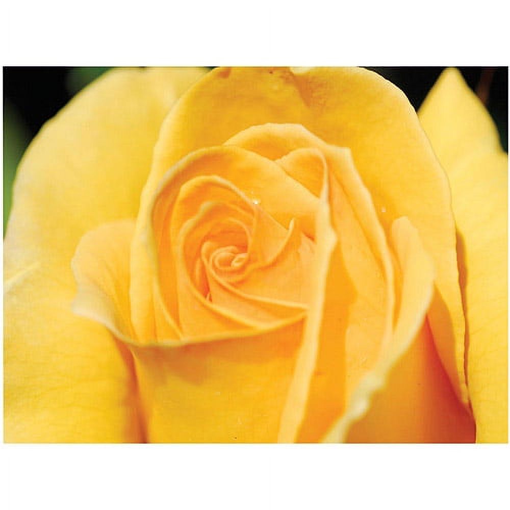 Trademark Art "Yellow Rose Close Up" by Kurt Shaffer