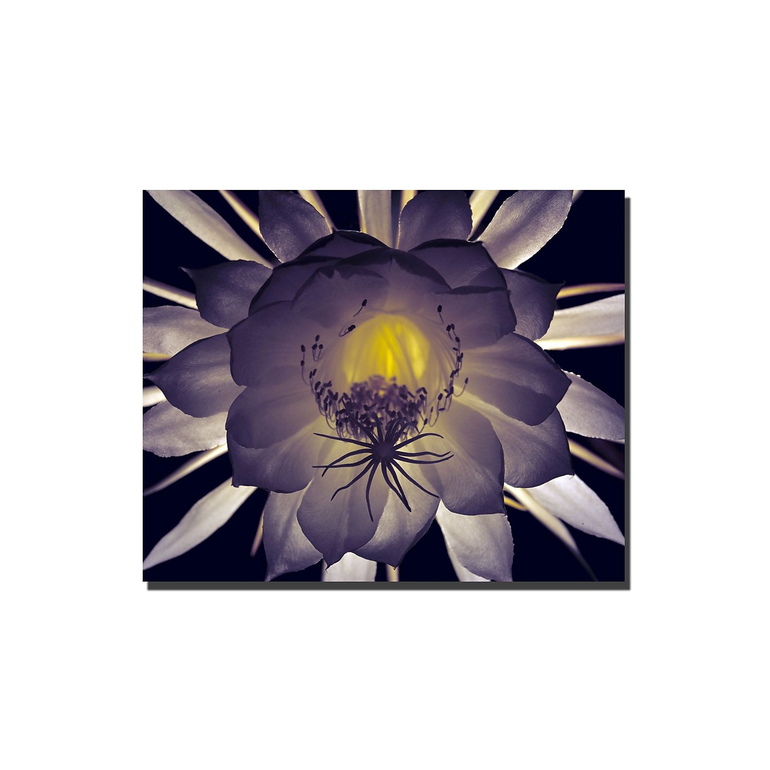Trademark Fine Art Floral Contrast by Kurt Shaffer Canvas Art 24x36 Inches